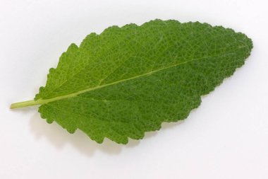 Baharatlı adaçayı yaprağı