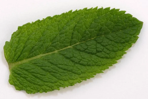 Daun peppermint harum — Stok Foto