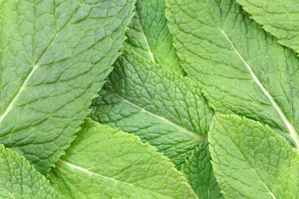 The leaves of the mint green background — Stock Photo, Image