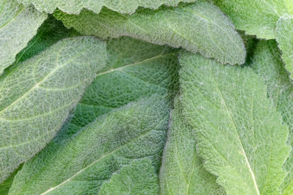 Leaves of spicy sage — Stock Photo, Image