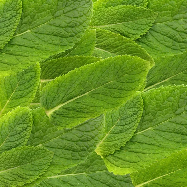 Leaves of fragrant peppermint — Stock Photo, Image