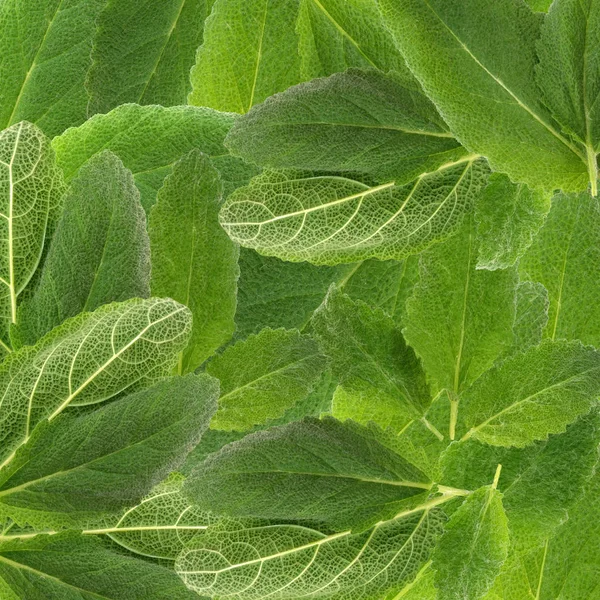 Leaves of spicy sage — Stock Photo, Image