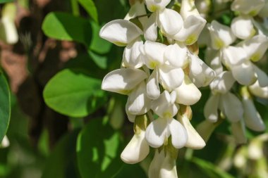 Beyaz akasya çiçekleri