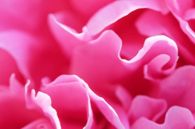 Pembe şakayık çiçek arka plan