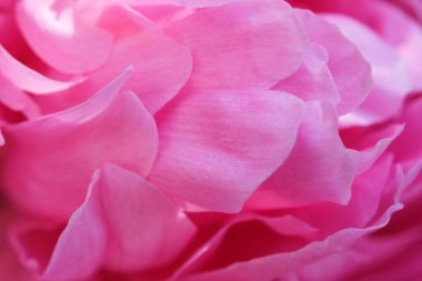 pembe Şakayık kütükler