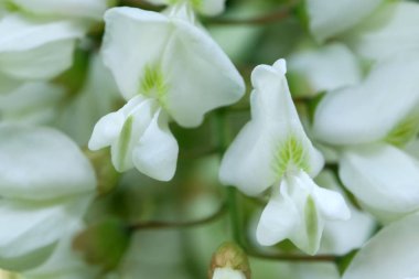 Beyaz akasya çiçekleri