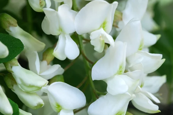 Bloemen van witte Acacia — Stockfoto