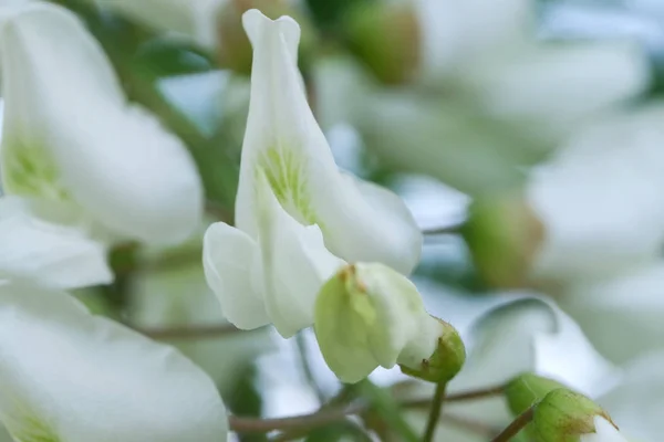 Flores de acacia blanca —  Fotos de Stock