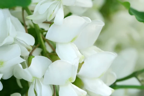 Bloemen van witte Acacia — Stockfoto
