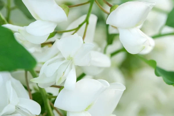 Bloemen van witte Acacia — Stockfoto