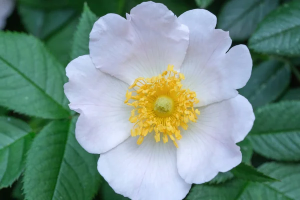 Flor branca de uma rosa brava — Fotografia de Stock