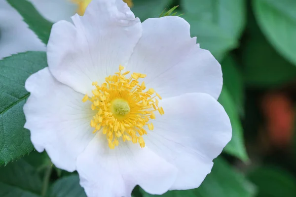 Flor branca de uma rosa brava — Fotografia de Stock