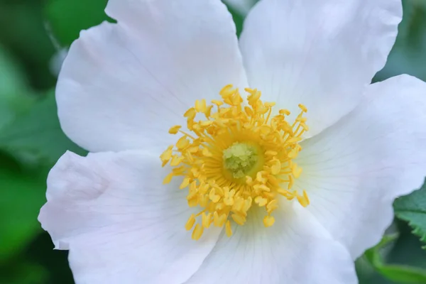 ドングローズの白い花 — ストック写真