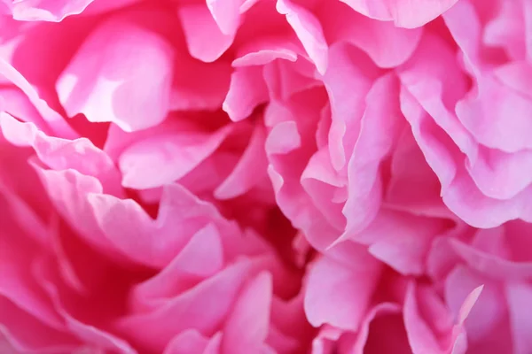Flores de peônia rosa — Fotografia de Stock