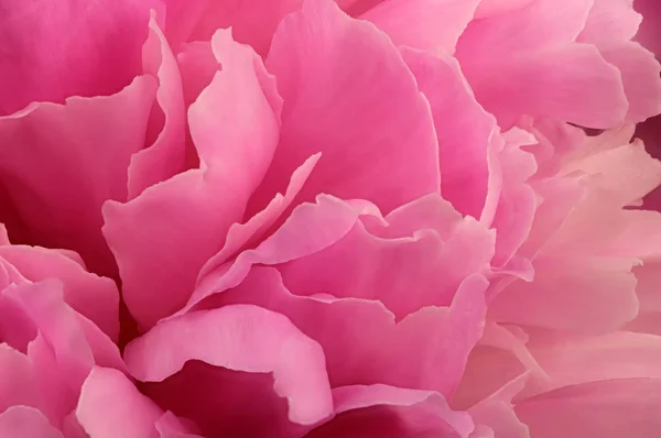 Peonía rosa florece primer plano — Foto de Stock