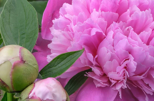 Fiore di peonia rosa primo piano — Foto Stock