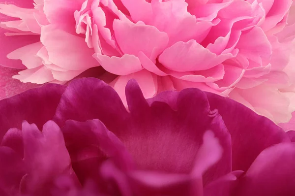 Peonía rosa florece primer plano — Foto de Stock