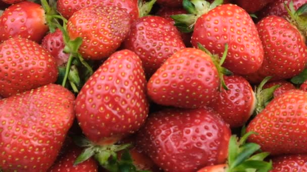 Sweet Ripe Strawberries Berries Fruit Background Close Macro Video Clip — Stock Video