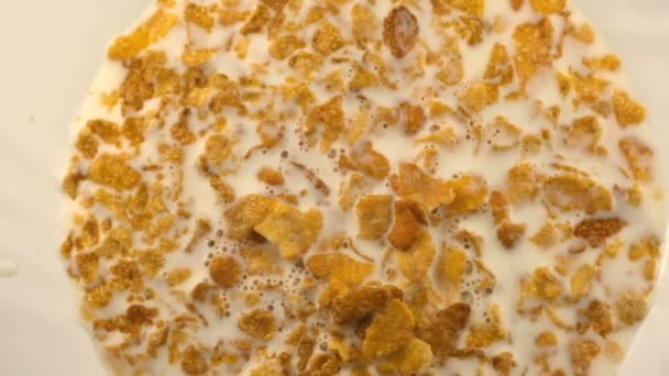 Corn Sweet Dry Flakes Milk Close Macro Video Clip — Stock Video
