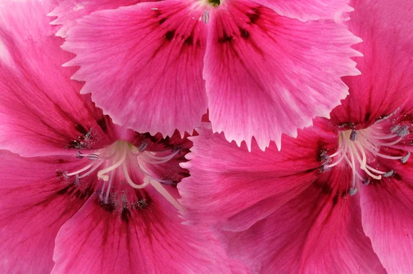 Tre fiori di un garofano di giardino rosso — Foto Stock