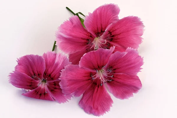 Three flowers of a red garden carnation — Stock Photo, Image
