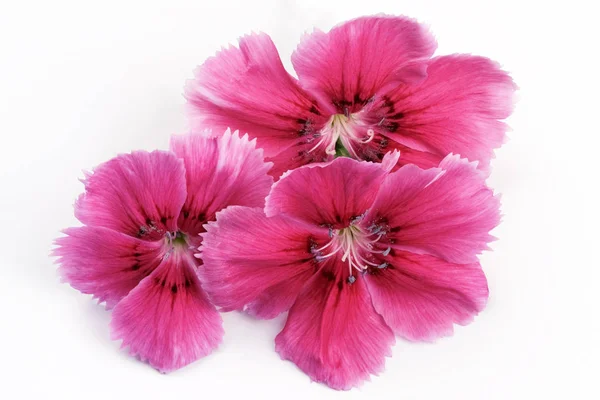 Three flowers of a red garden carnation — Stock Photo, Image