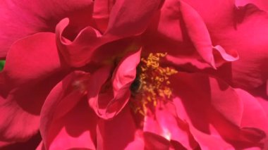 Kırmızı gül Bahçe Blooms güneşli yaz günü video yakın yukarıya makro yakınlaştırma etkileri ile, kamera ve yavaş hareket hareket