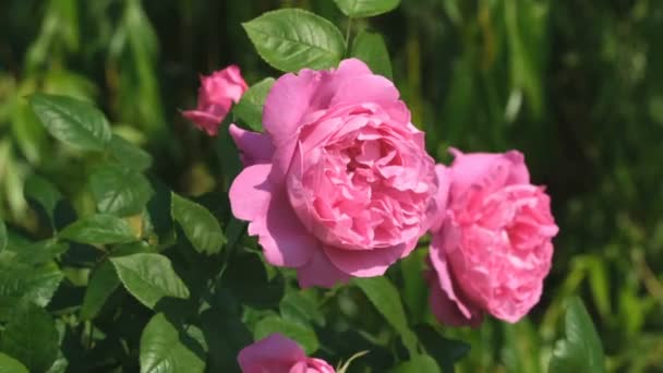 Jardín Rosas Rojas Florece Soleado Día Verano Video Primer Plano — Vídeo de stock