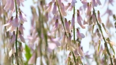 Güzel pembe alan bahar çiçekleri güneşli yaz günü video klip yakınlaştırma etkileri ile makro yakın çekim, kamera ve yavaş hareket hareketli
