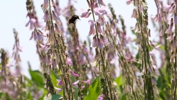 Bonito Campo Rosa Flores Primavera Ensolarado Dia Verão Clipe Vídeo — Vídeo de Stock