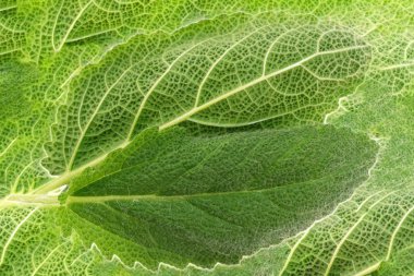 Baharatlı adaçayı yapraklarısoyut arka plan