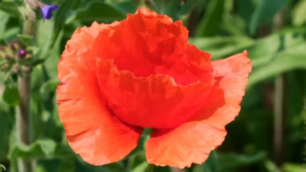 Green Natural Background Red Poppies Sunny Summer Day Video Clip — Stock Video