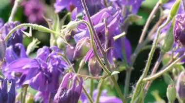 Güzel mavi alan bahar çiçekleri güneşli yaz günü video klip yakınlaştırma etkileri ile makro yakın çekim, kamera ve yavaş hareket hareketli