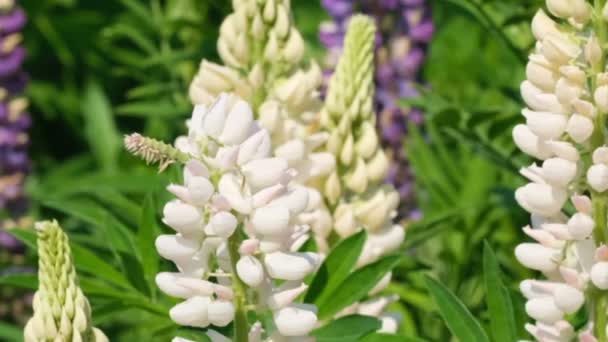 Kruidachtige Giftige Plant Lupine Uit Familie Van Buttercup Familie Zonnige — Stockvideo