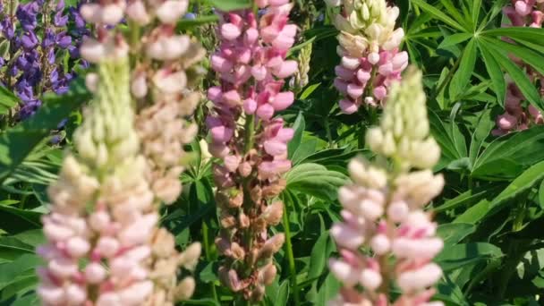Lupins de plantes vénéneuses herbacées de la famille des buttercup famille ensoleillée journée d'été vidéo gros plan vidéo avec des effets de zoom, déplacer la caméra et ralentir 