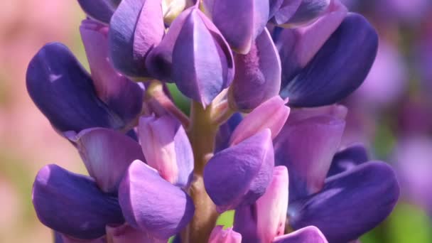 Kruidachtige Giftige Plant Lupine Uit Familie Van Buttercup Familie Zonnige — Stockvideo