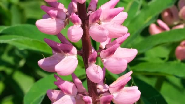 Krautige Giftige Pflanze Lupinen Aus Der Familie Der Butterblumengewächse Sonnigen — Stockvideo