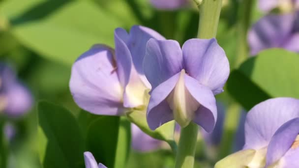 Pianta Velenosa Erbacea Lupini Dalla Famiglia Famiglia Ranuncolo Soleggiato Giorno — Video Stock