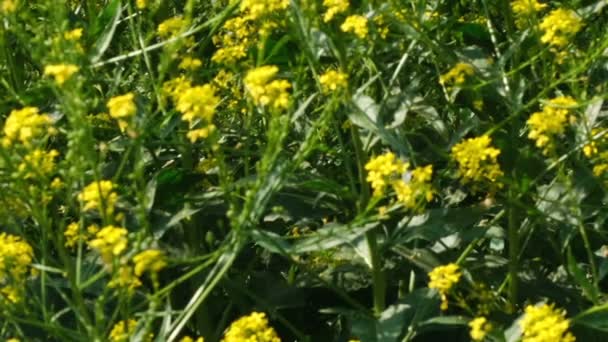 Vackra Gula Fältet Vårblommor Solig Sommardag Videoklipp Närbild Makro Med — Stockvideo