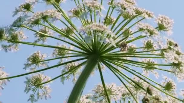 Grasbewachsene Giftige Pflanze Bärenklau Sonniger Sommertag Videoclip Nahaufnahme Makro Mit — Stockvideo