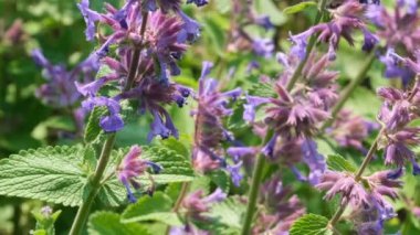 Tıbbi aromatik çim Sage çiçek güneşli yaz günü video klip yakın çekim doğal kroki yakınlaştırma etkileri ile, kamera ve yavaş hareket hareket