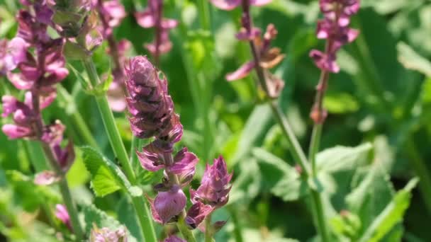 Hierba Aromática Medicinal Salvia Florece Soleado Día Verano Video Clip — Vídeos de Stock