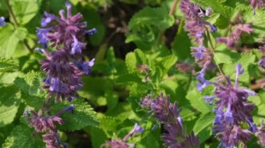 Tıbbi aromatik çim Sage çiçek güneşli yaz günü video klip yakın çekim doğal kroki yakınlaştırma etkileri ile, kamera ve yavaş hareket hareket