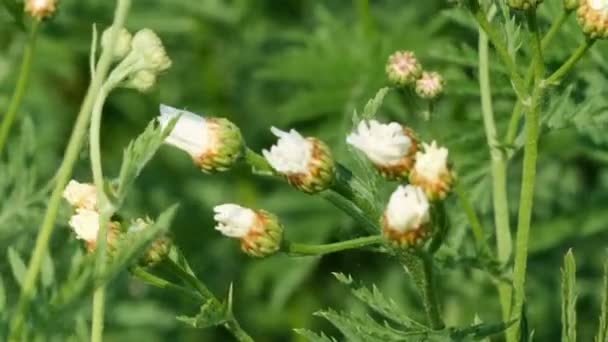 White Daisy Field Blommar Solig Sommardag Videoklipp Närbild Naturlig Skiss — Stockvideo