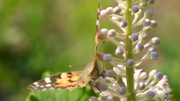 美丽的田泉花与蝴蝶收集花蜜在阳光明媚的夏日视频剪辑特写宏与缩放效果 移动相机和慢动作 — 图库视频影像