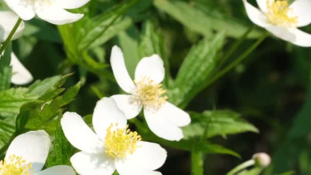 Όμορφο Λευκό Πεδίο Άνοιξη Λουλούδια Ηλιόλουστη Θερινή Ημέρα Βίντεο Κλιπ — Αρχείο Βίντεο