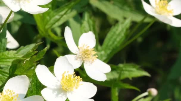 Vackra Vita Fältet Vårblommor Solig Sommardag Videoklipp Närbild Makro Med — Stockvideo