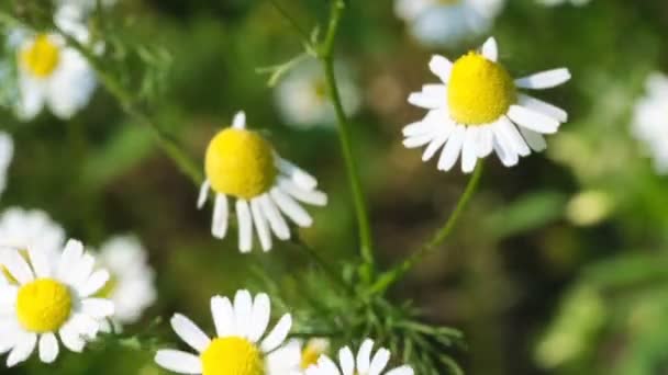 White Daisy Field Blommar Solig Sommardag Videoklipp Närbild Naturlig Skiss — Stockvideo