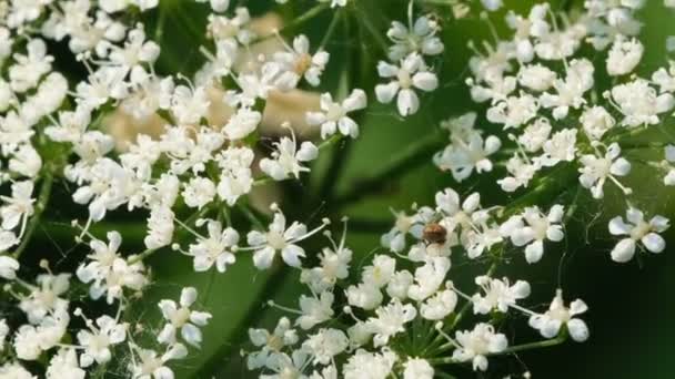 Planta Venenosa Gramínea Hogweed Sol Dia Verão Clipe Vídeo Close — Vídeo de Stock