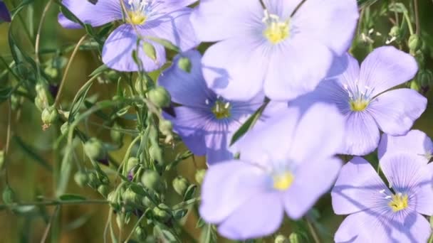 青い花は カメラを動かし スローモーションを移動し ズームの効果を持つ亜麻晴れた夏の日のビデオクリップクローズアップマクロを植えます — ストック動画